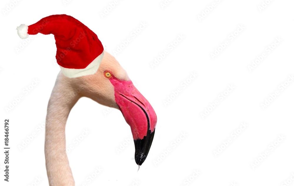 白色背景戴圣诞老人帽的滑稽火烈鸟