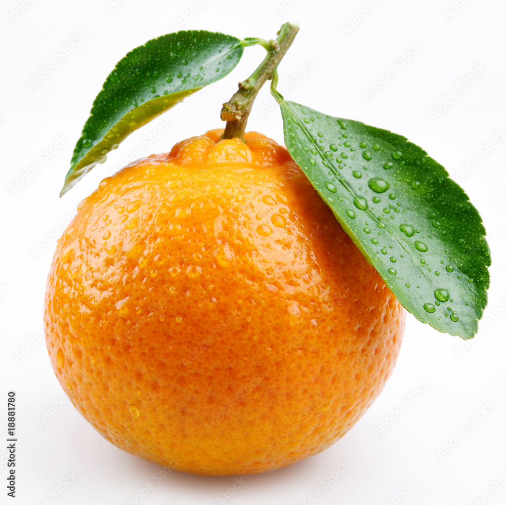 白底带叶的橘