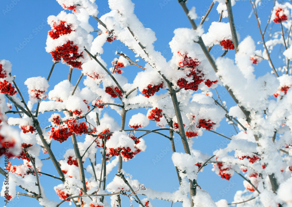 雪下的杨梅树枝