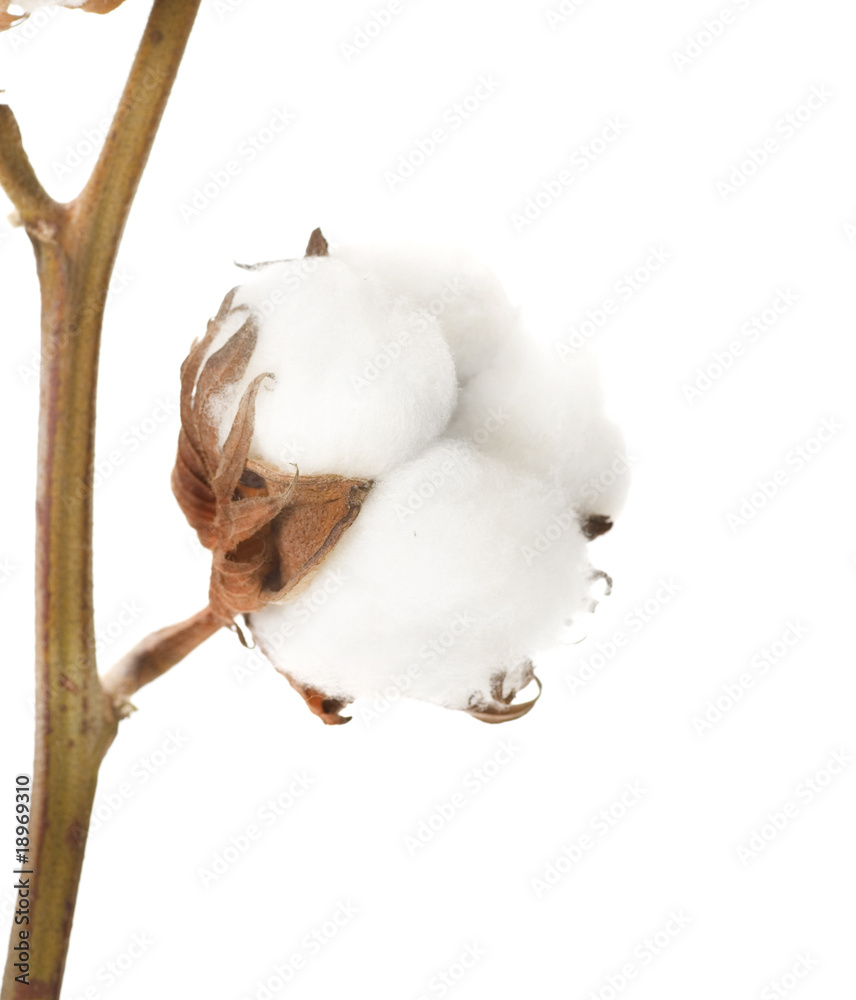 棉花植物