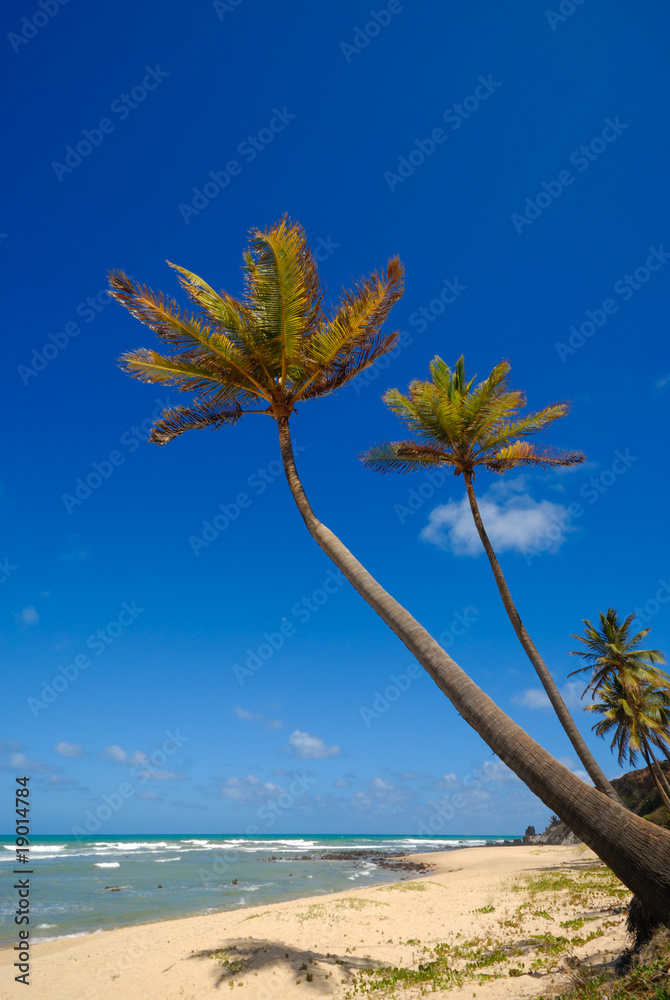 巴西阿莫尔草原的棕榈树和美丽的海滩