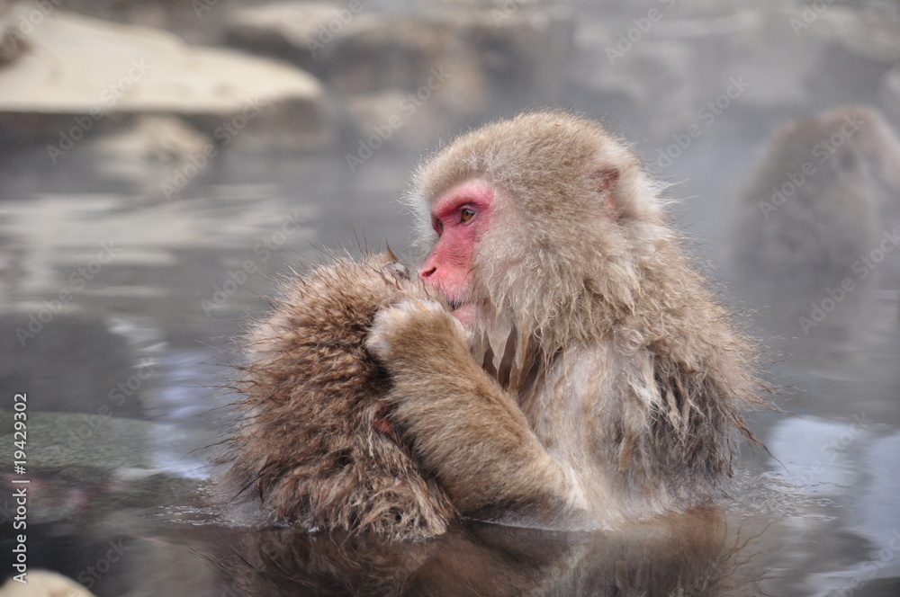 日本长野雪猴
