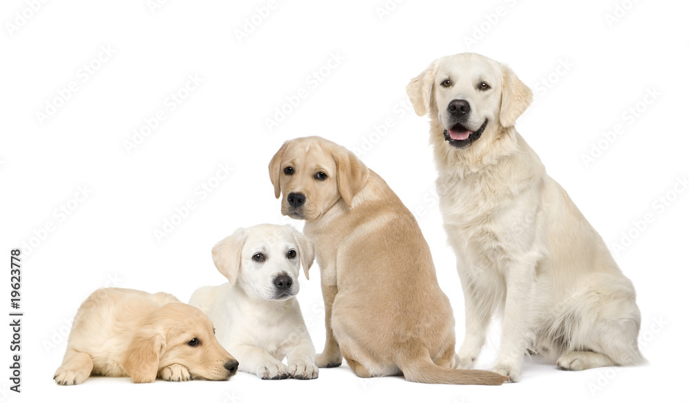 拉布拉多犬和金毛猎犬坐在w前面的肖像