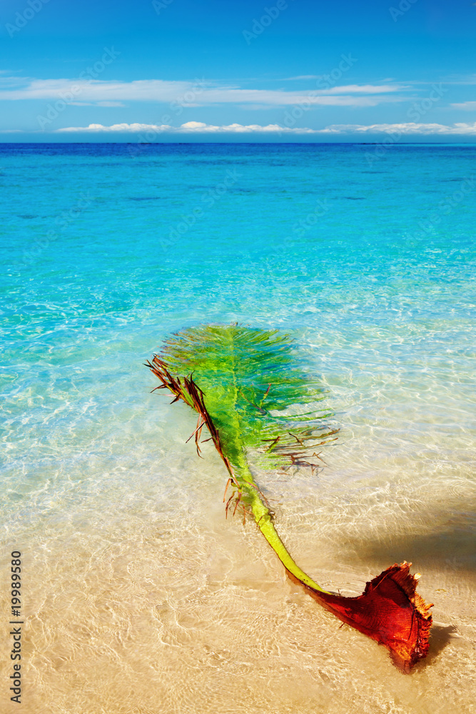 海滩上的棕榈枝