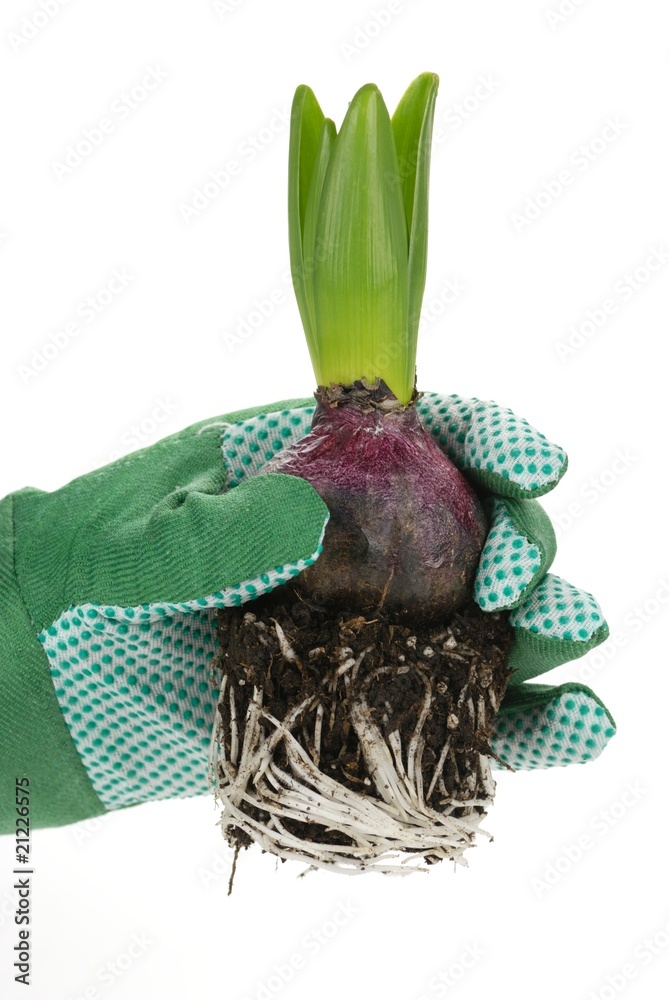 hand holding young hyacinth