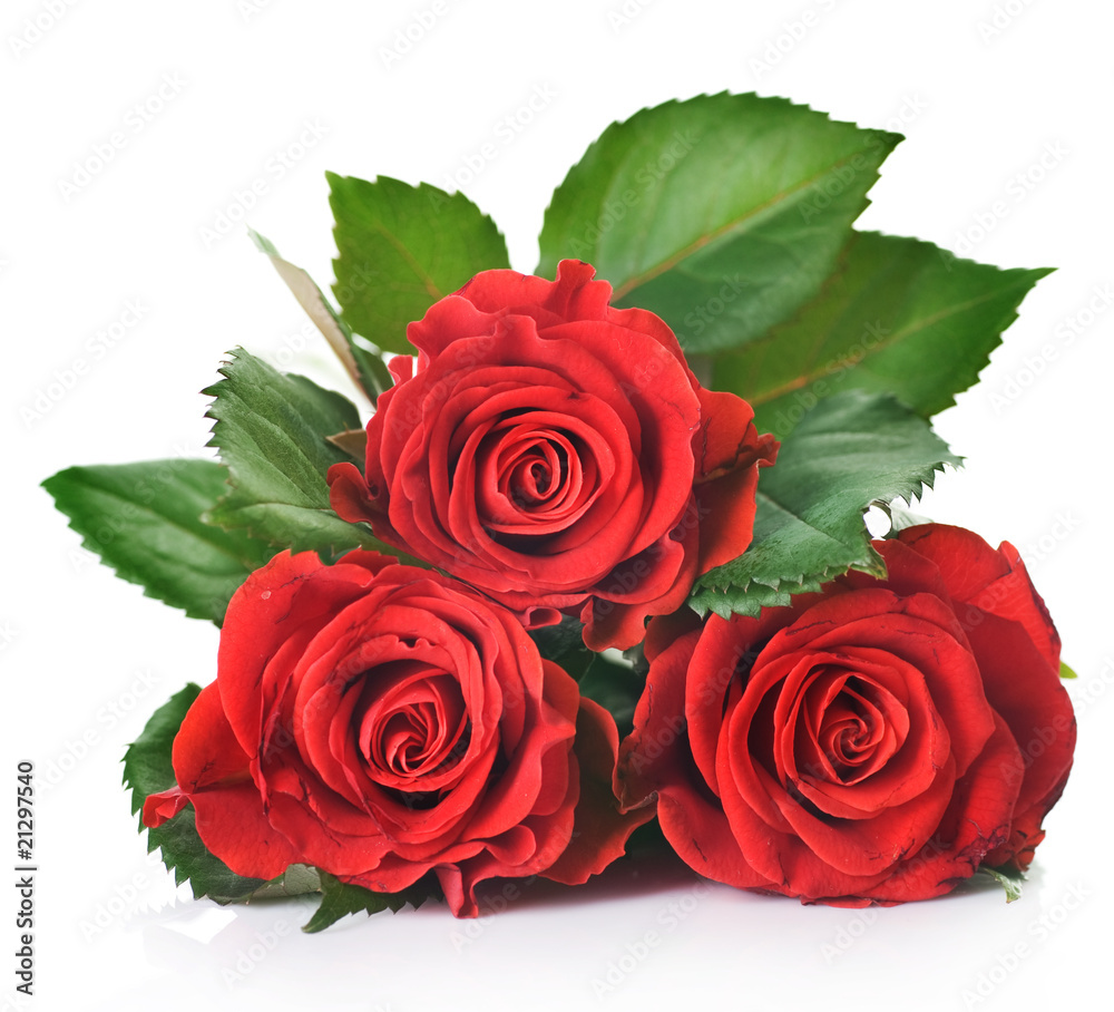 美丽的红玫瑰覆盖白色