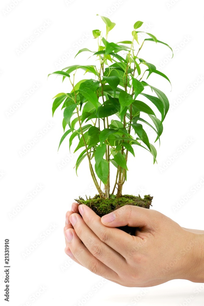 手照顾小植物