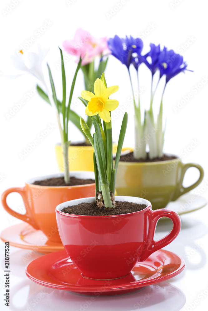 growing spring flowers in a cup