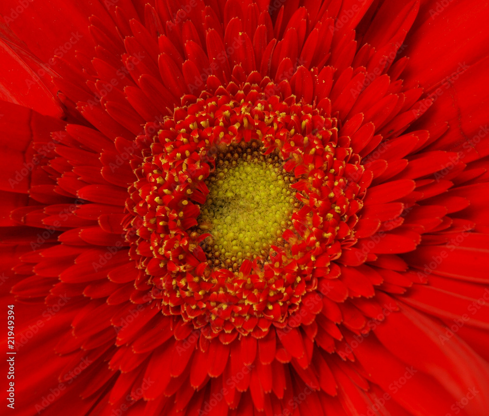 红色非洲菊背景