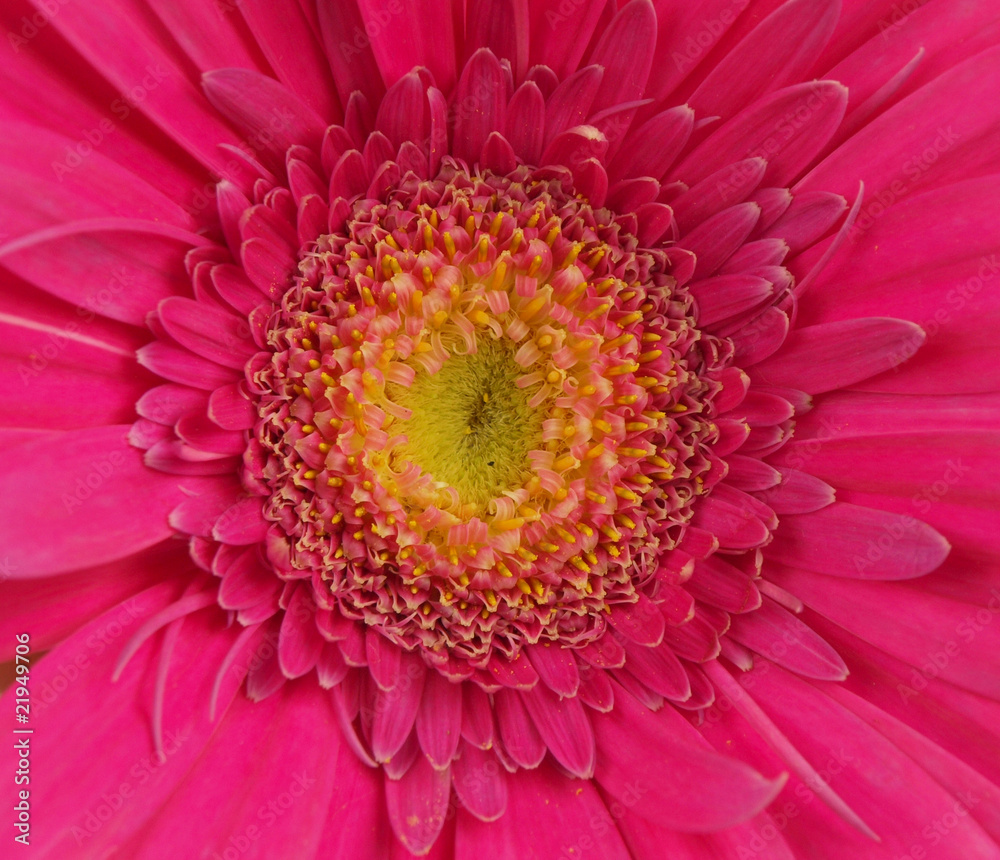 粉红色非洲菊背景
