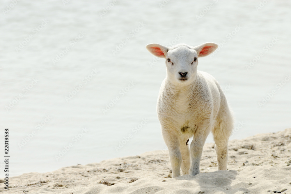 春天海滩上的可爱羔羊
