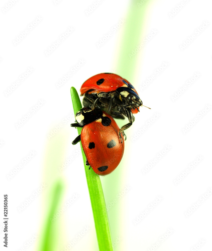 Lady bugs on stalk of grass, studio photo