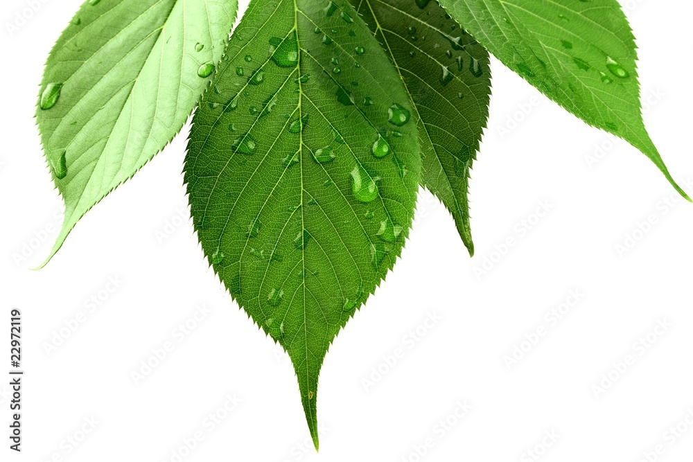 绿色树叶，白色水滴