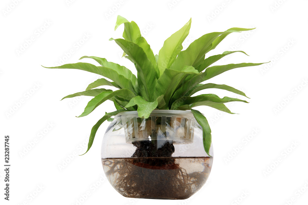 玻璃盆中的绿色植物。白色隔离
