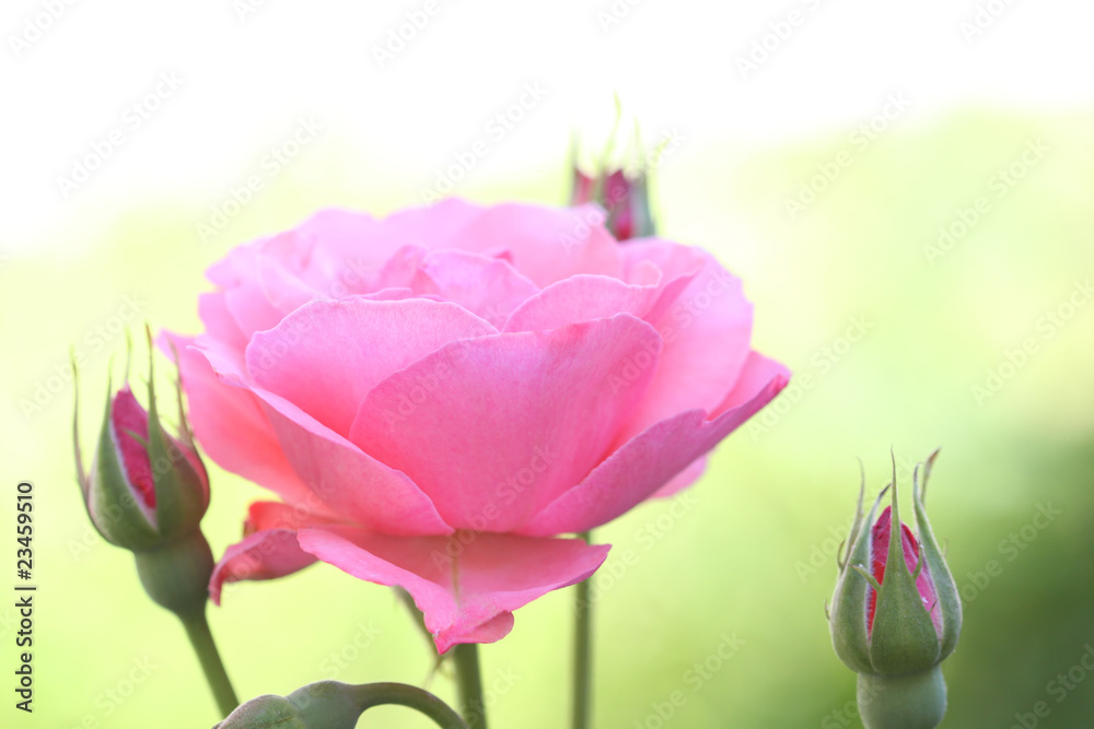 粉色玫瑰，微距