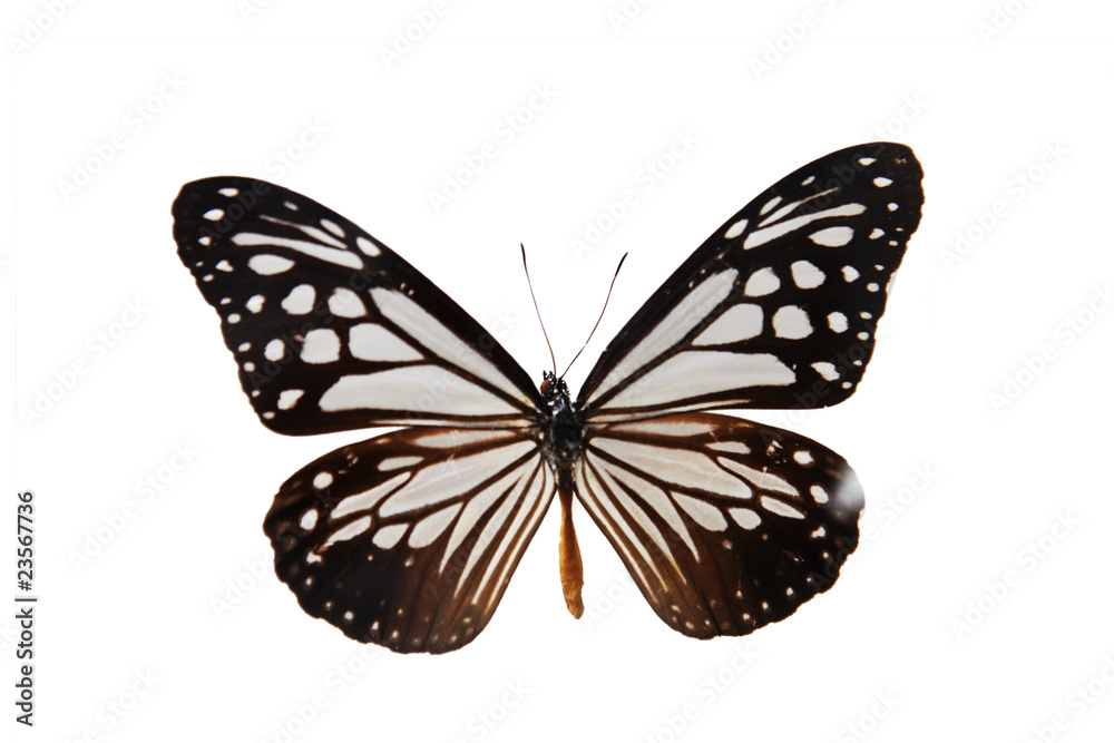 一只被隔离在白色背景上的蝴蝶