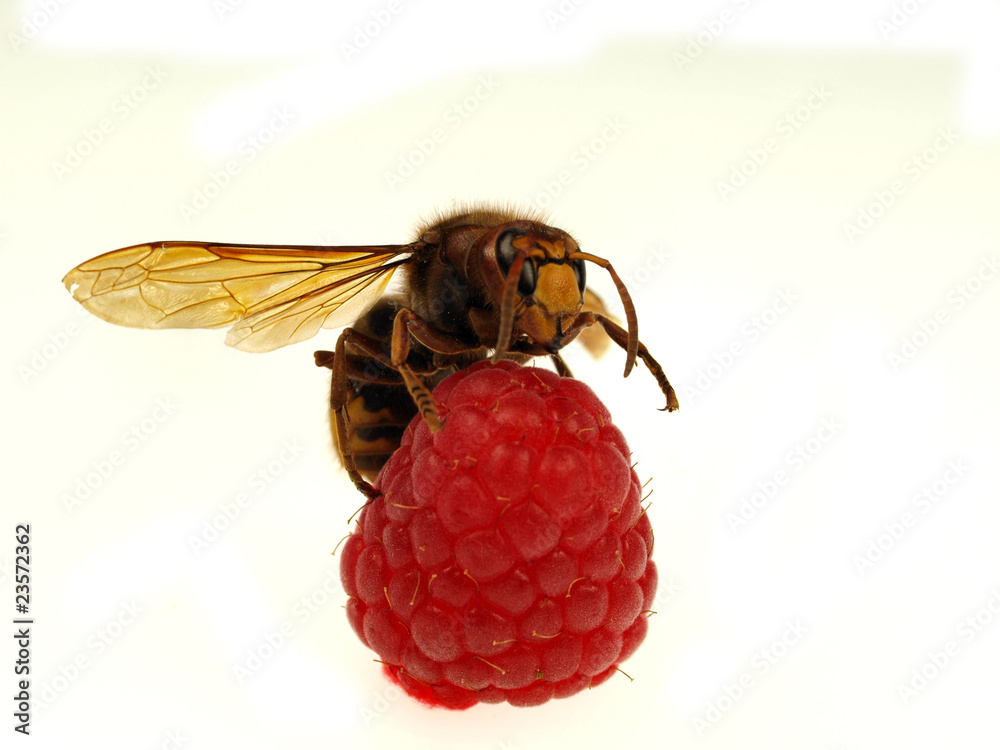 大黄蜂吃树莓