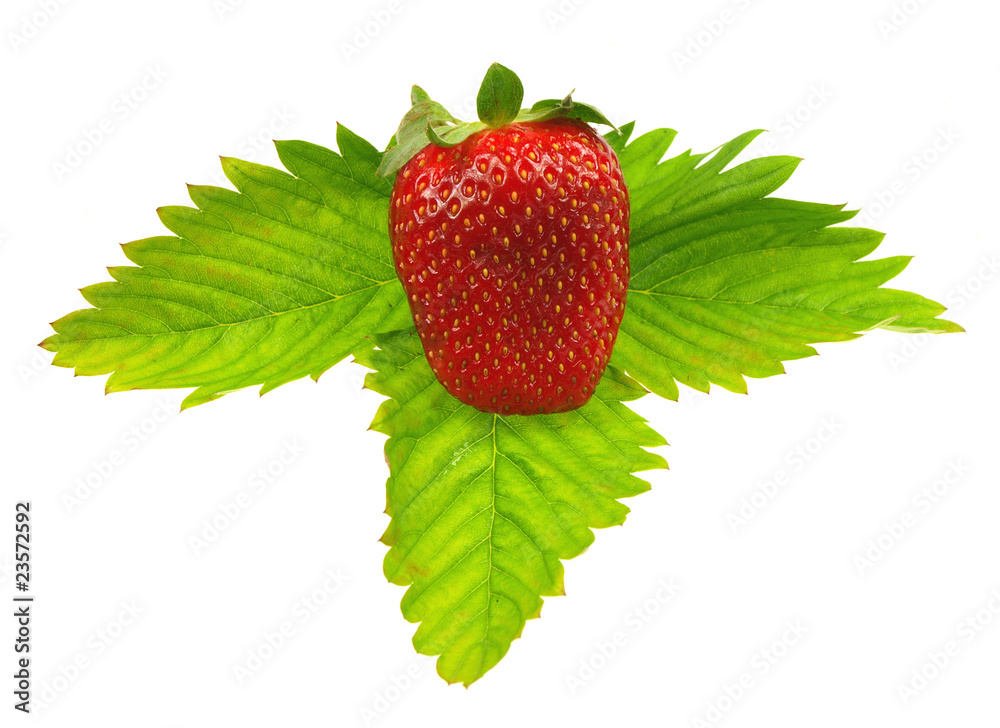 白底草莓