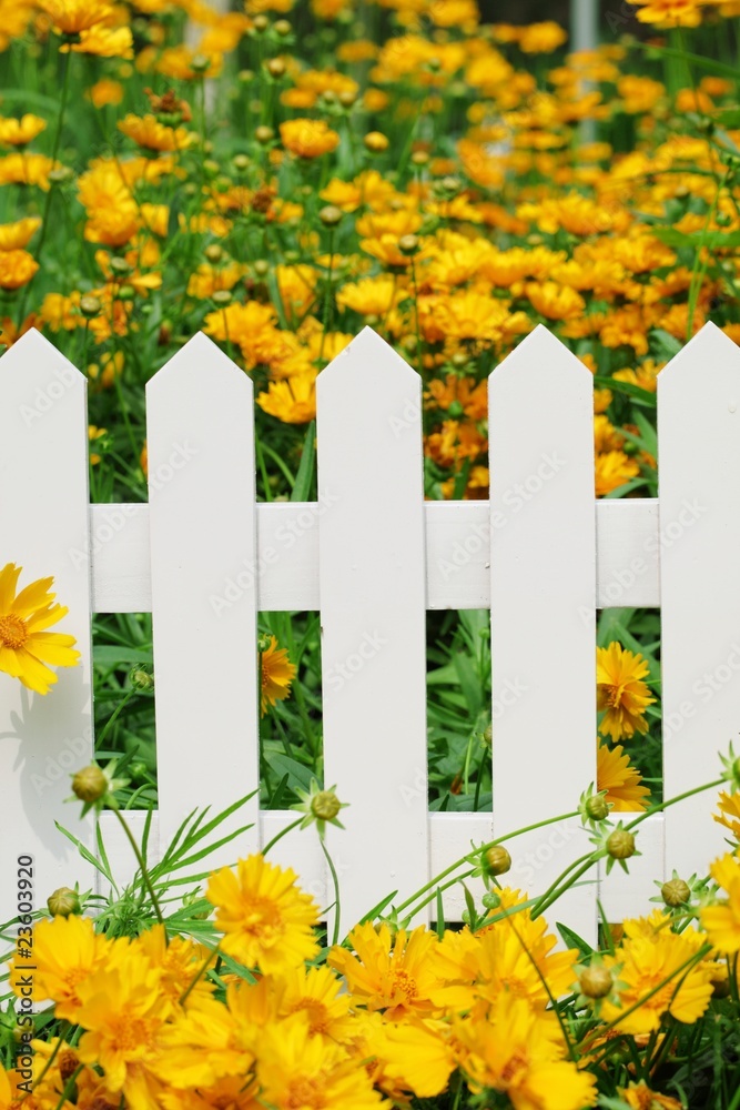 flower and fence