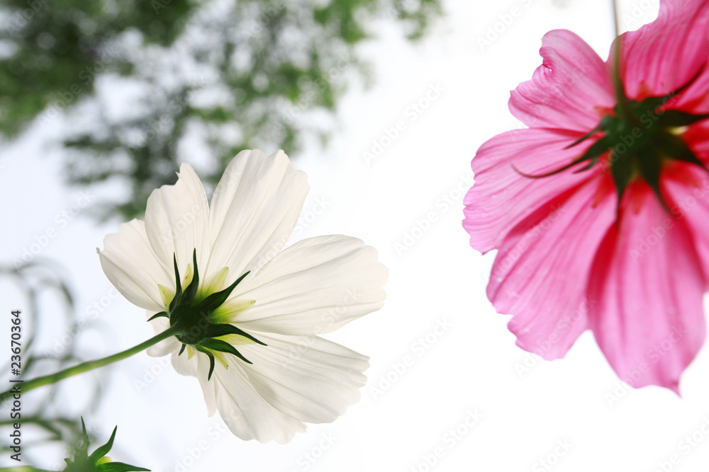 白色背景的草地上的白色和粉色雏菊