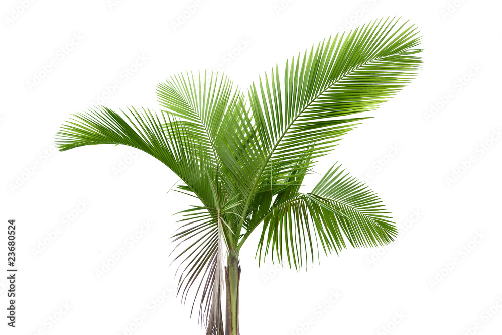 白色棕榈树