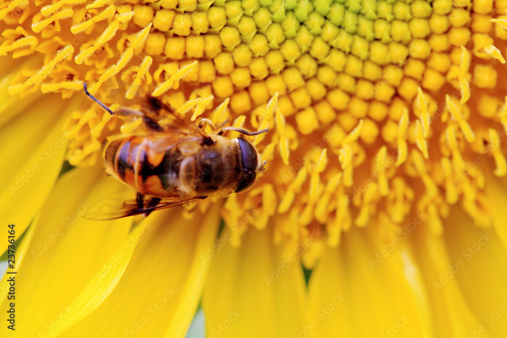 the closeup of a bee in the sunflower nectar collected
