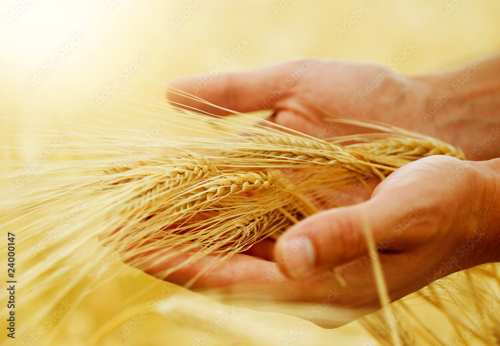 小麦丰收概念