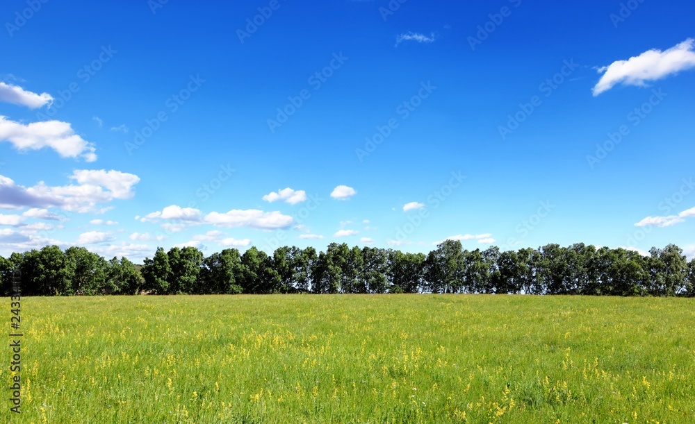 Green field and trees