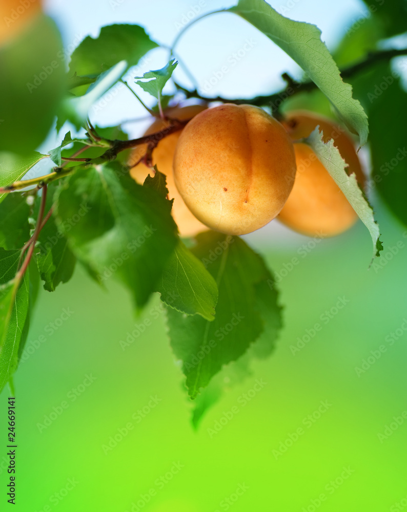 树枝上成熟的杏子