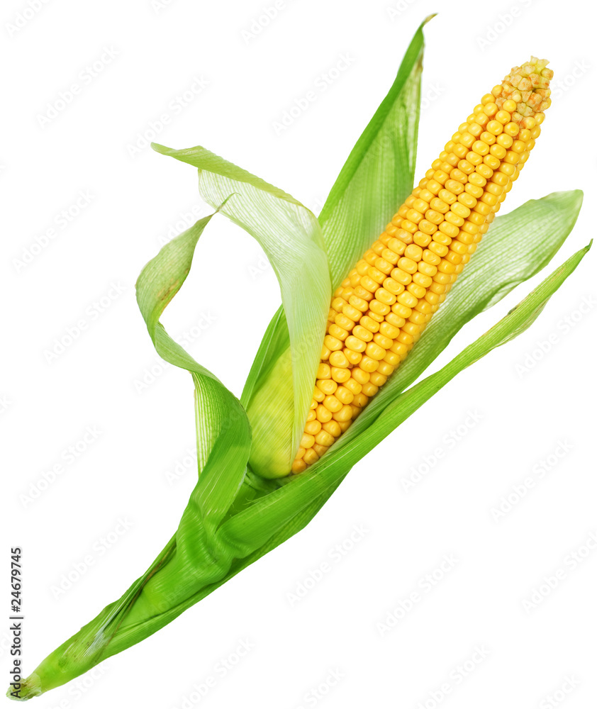 Corn over white