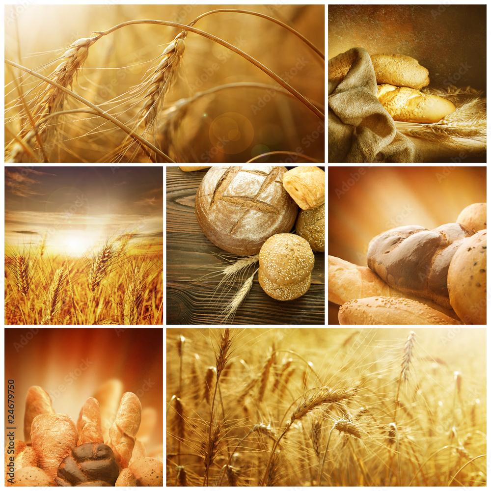 小麦收割概念