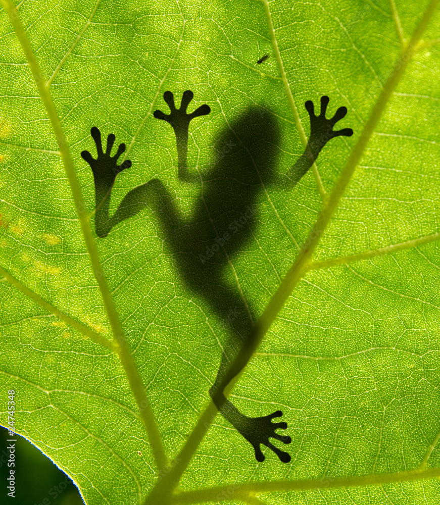 树叶上青蛙的影子特写