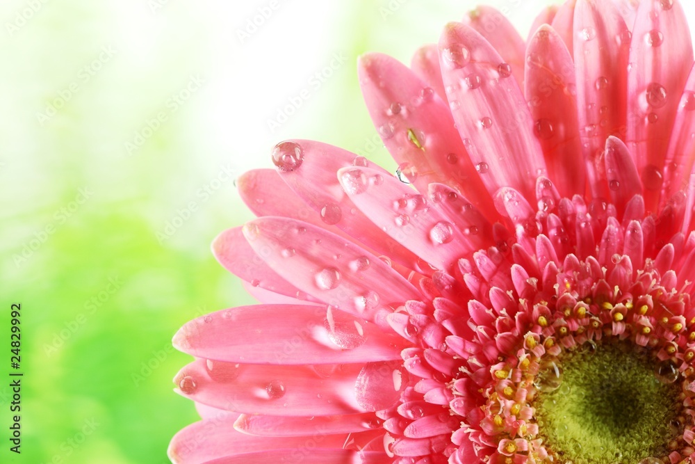 带水滴的鲜粉色雏菊