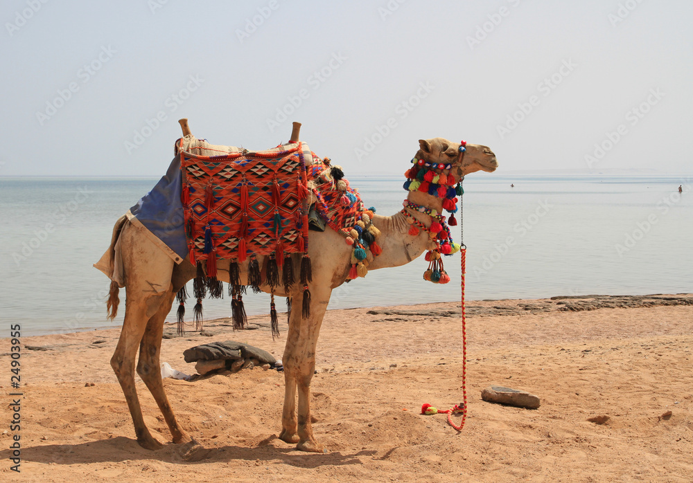 非洲海滩上的骆驼