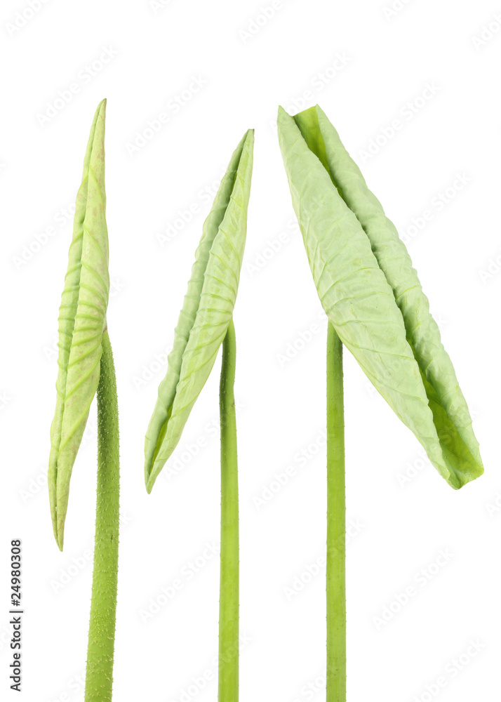 lotus leaf tip