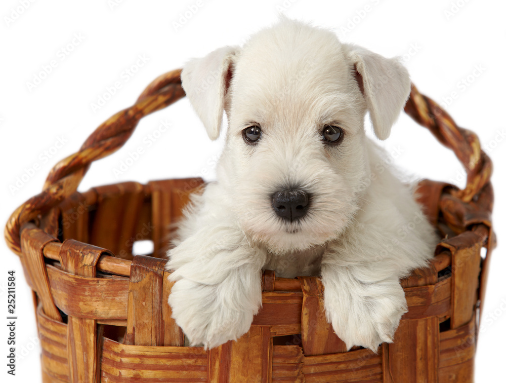 white puppy in a basket
