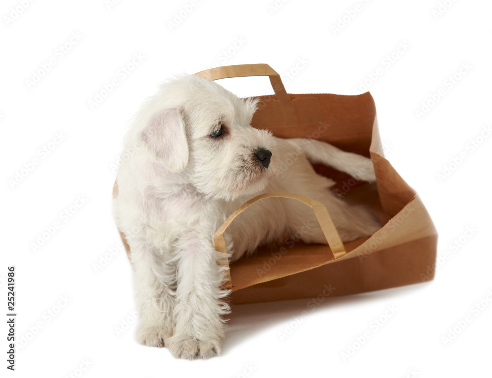购物袋里的小狗