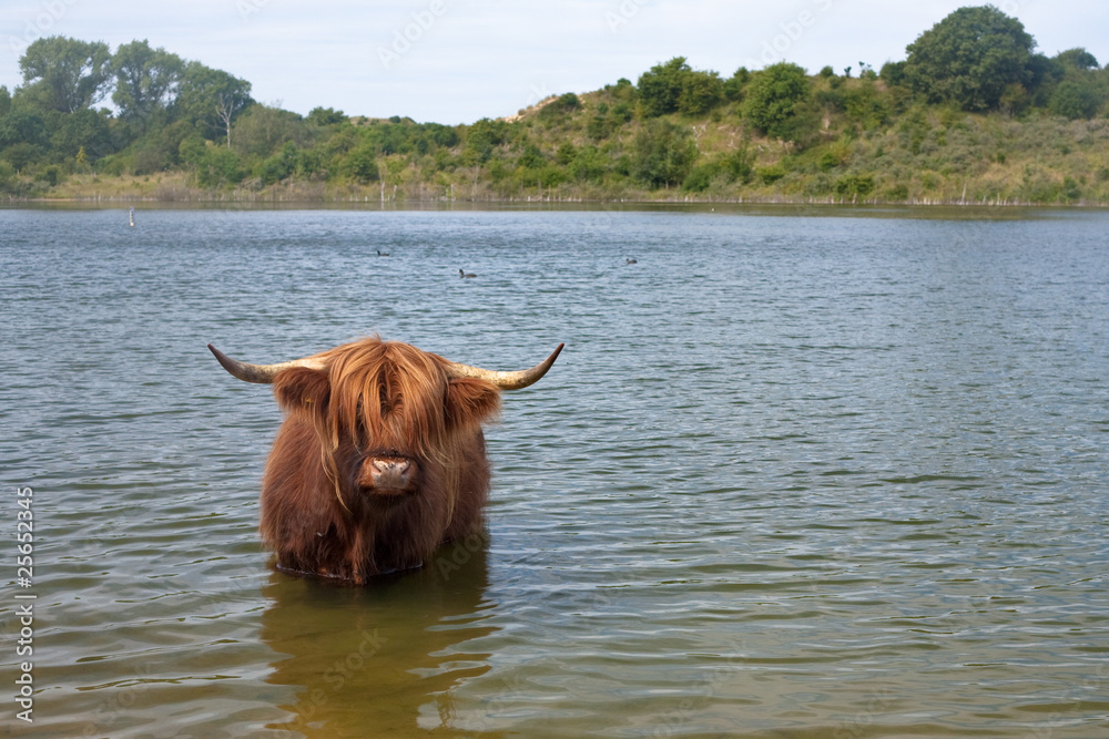 苏格兰高地奶牛