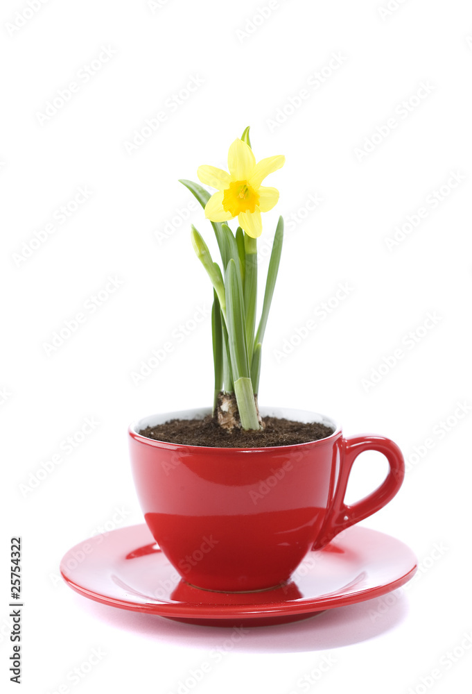 growing narcissus  in a cup