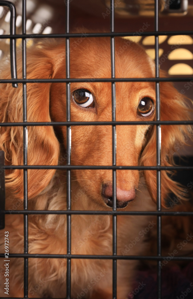 笼子里悲伤的达克斯猎犬。