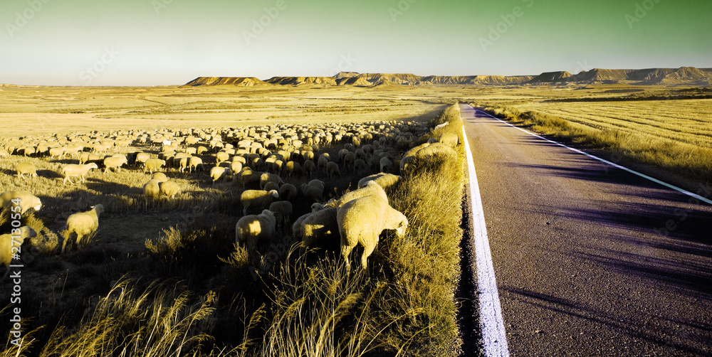 paisaje rural con rebaño de ovejas y carretera