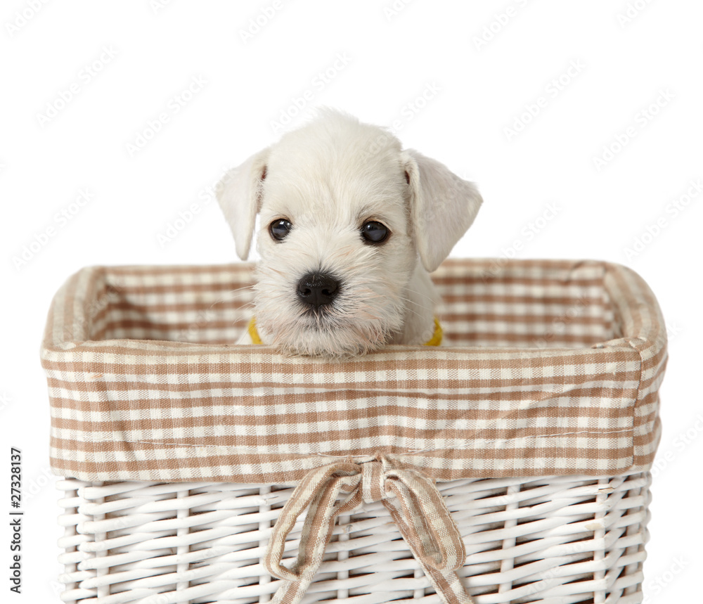 篮子里的白色小狗