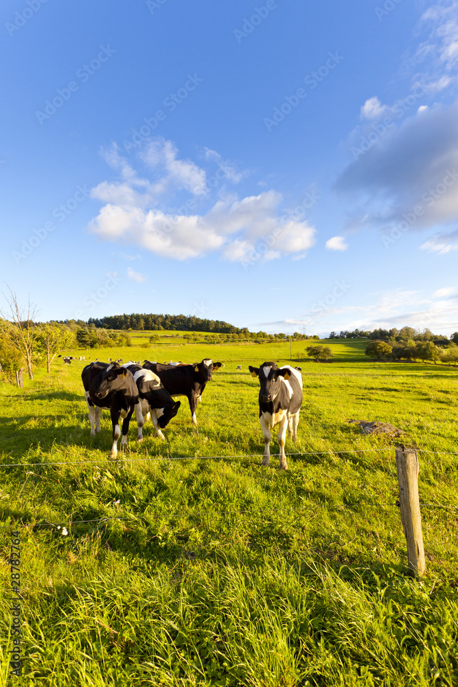 牧场上的奶牛，夏天，晴朗的天气