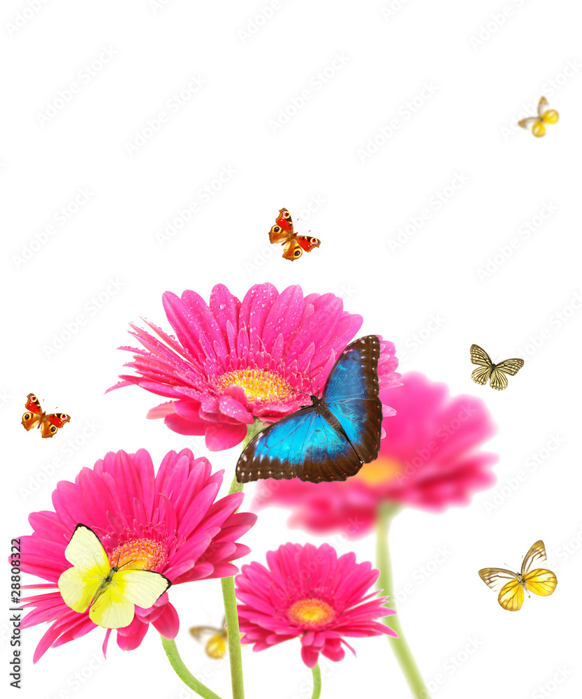 粉红色非洲菊与异国蝴蝶