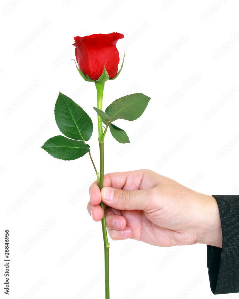 red rose in male hand