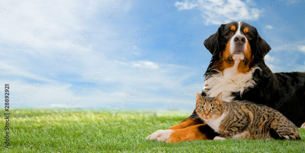 狗和猫的朋友一起在草地上