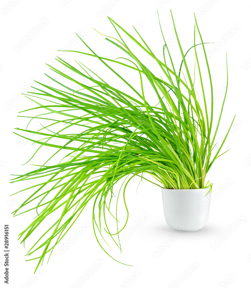 Isolated onion. Bunch of green spring onion in a pot isolated on white background