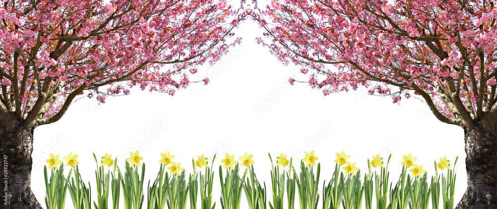 樱桃树和水仙花