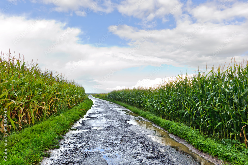 雨后玉米地之间的乡间小路