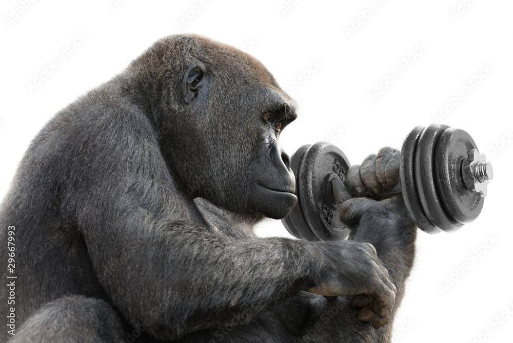 大猩猩macht Krafttraining mit Hantel